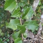 Aphananthe philippinensis 葉