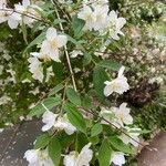 Philadelphus lewisii Foglia