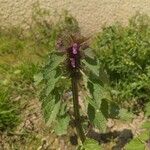 Lamium purpureumКветка