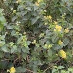 Lantana canescens Хабит