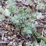 Artemisia frigida Blatt