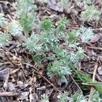 Artemisia frigida Folha