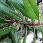 Oenothera macrocarpa Кора