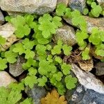 Bowlesia incana Yaprak