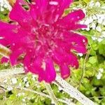 Knautia macedonica Kvet