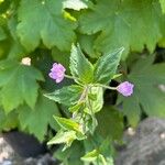 Epilobium montanumŽiedas