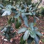 Rhododendron grande Yaprak