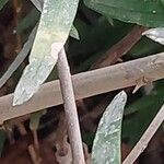 Asparagus falcatus Bark