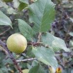 Prunus brigantina Інше