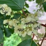 Actinidia arguta Flower