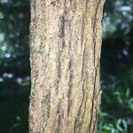 Berberis lomariifolia 树皮