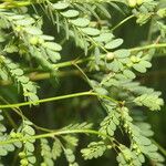 Phyllanthus amarus Blad