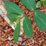 Euphorbia hyssopifolia Virág