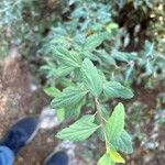 Spiraea cantoniensis Blatt