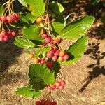 Sorbus mougeotii Gyümölcs