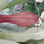 Nepenthes alata Flor