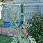 Cynara cardunculus Alkat (teljes növény)