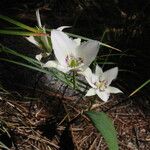 Calochortus elegans 花