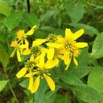 Verbesina alternifolia Flower