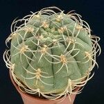 Gymnocalycium oenanthemum Vekstform