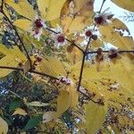 Chimonanthus praecox Flower