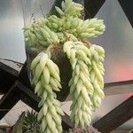 Sedum morganianum पत्ता