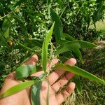 Acacia auriculiformis Blad