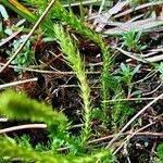 Selaginella selaginoides Folha