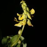 Crotalaria micans Flower