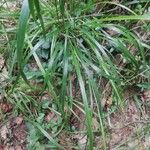 Calamagrostis arundinacea Fuelha
