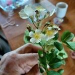 Rosa multifloraFlower