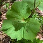 Adenostyles alliariae Leaf