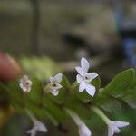 Angraecum aporoides Flower