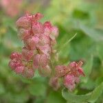 Rumex vesicariusКветка