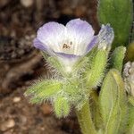 Phacelia cephalotes Λουλούδι