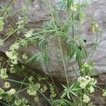 Galium valentinum Habit