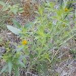 Lithospermum canescens Leaf