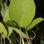 Centrosema macrocarpum Leaf