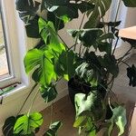 Monstera deliciosaHostoa