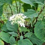 Hydrangea arborescensKvět