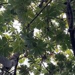 Cecropia peltata Leaf