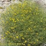 Launaea lanifera عادت داشتن