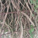Jasminum beesianum Corteza