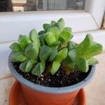 Haworthia mutica Hoja