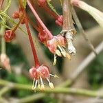Acer japonicum 花