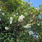 Eucryphia cordifolia Habitat