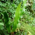 Elaphoglossum aubertii Листок