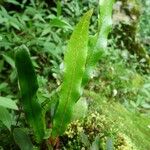 Elaphoglossum aubertii Leaf