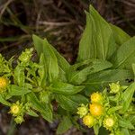 Inula spiraeifolia 叶