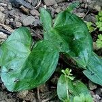 Arum cylindraceum Leaf